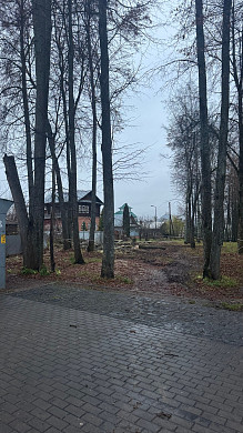 В Палехе в центральном парке вырубили вековые липы